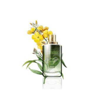 گلدان آپارتمانی دراسنا کامپکت